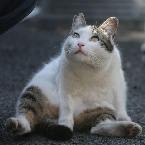 Уличные кошки Токио от фотографа Масаюки Оки