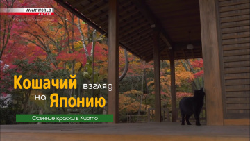 Осенние краски в Киото - Кошачий взгляд на Японию / Autumn Colors in Kyoto - A Cat's-Eye View of Japan
