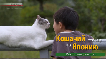 Мияги: хранящие котики - Кошачий взгляд на Японию / A Cat's-Eye View of Japan