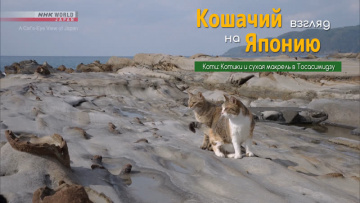 Котики и сухая макрель в Тосасимидзу - Кошачий взгляд на Японию / A Cat's-Eye View of Japan