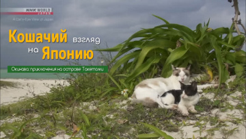 Окинава: приключения на острове Такетоми - Кошачий взгляд на Японию / A Cat's-Eye View of Japan
