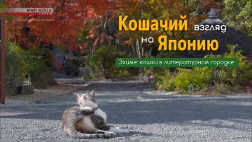 Эхиме: кошки в литературном городке | Кошачий взгляд на Японию / A Cat's-Eye View of Japan