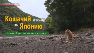 Кумано Кодо: паломнические тропы - Кошачий взгляд на Японию / A Cat's-Eye View of Japan