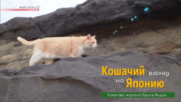 Канагава: морской бриз в Миура - Кошачий взгляд на Японию / A Cat's-Eye View of Japan