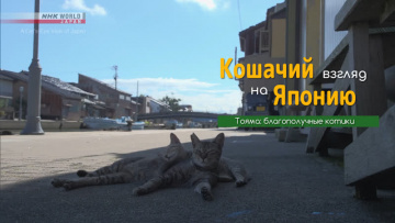 Тояма: благополучные котики - Кошачий взгляд на Японию / A Cat's-Eye View of Japan