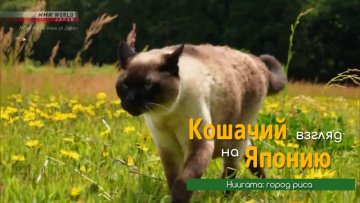 Ниигата: город риса - Кошачий взгляд на Японию / A Cat's-Eye View of Japan
