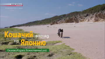 Окинава: божественный рай - Кошачий взгляд на Японию / Okinawa: A Spiritual Paradise - A Cats-Eye View of Japan [Anything Group]