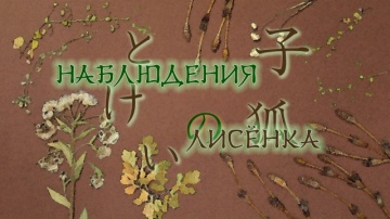 08. Наблюдения лисёнка | Natsume Yuujinchou San [Anything Group]