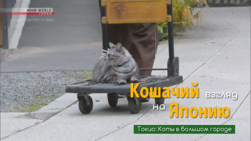 Токио: Коты в большом городе | Кошачий взгляд на Японию / A Cat's-Eye View of Japan