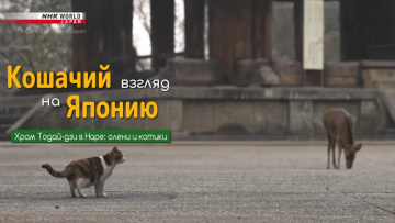 Храм Тодай-дзи в Наре: олени и котики - Кошачий взгляд на Японию / A Cat's-Eye View of Japan