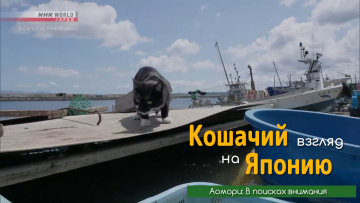 Аомори: В поисках внимания | Кошачий взгляд на Японию / A Cat's-Eye View of Japan