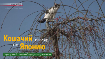 Нара: древний столичный город в ожидании весны - Кошачий взгляд на Японию / A Cat's-Eye View of Japan